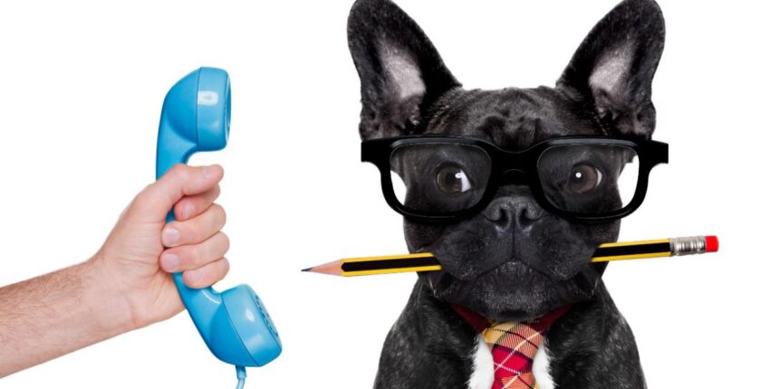 Why every office should have a dog!